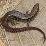 Hawke's Bay skink (Cape Kidnappers). <a href="https://www.instagram.com/nickharker.nz/">© Nick Harker</a>