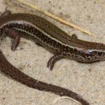 Hawke's Bay skink (Cape Kidnappers). <a href="https://www.instagram.com/nickharker.nz/">© Nick Harker</a>