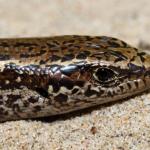 Hawke's Bay skink (Cape Kidnappers). <a href="https://www.instagram.com/nickharker.nz/">© Nick Harker</a>