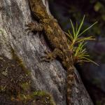 Cloudy gecko (Whenua Hou/Codfish Island) © James Reardon