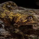 Cloudy gecko (Whenua Hou/Codfish Island) © James Reardon