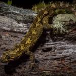 Cloudy gecko (Whenua Hou/Codfish Island) © James Reardon