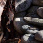 Fiordland skink (Resolution Island) © James Reardon