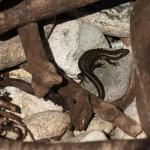 Fiordland skink (Resolution Island) © James Reardon