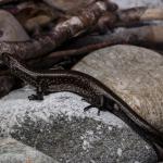 Fiordland skink (Resolution Island) © James Reardon