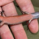 Northern spotted skink showing ventral colouration (Hawke's Bay). <a href="https://www.instagram.com/nickharker.nz/">© Nick Harker</a>