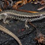 Northern spotted skink (Hawke's Bay). <a href="https://www.instagram.com/nickharker.nz/">© Nick Harker</a>