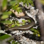 Te Kakahu skink (Chalky Islands) © James Reardon