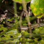 Te Kakahu skink (Chalky Islands) © James Reardon