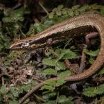 Kakerakau skink (Whangarei, Northland) © James Reardon