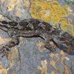 Moko a Tohu/Tohu gecko (Sentinel Rock, Marlborough Sounds). <a href="https://www.instagram.com/nickharker.nz/">© Nick Harker</a>