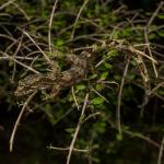 Te Paki gecko (Aupouri Peninsula). <a href="https://www.capturewild.co.nz/Reptiles-Amphibians/NZ-Reptiles-Amphibians/">© Euan Brook</a>