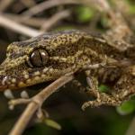 Te Paki gecko (Aupouri Peninsula). <a href="https://www.capturewild.co.nz/Reptiles-Amphibians/NZ-Reptiles-Amphibians/">© Euan Brook</a>