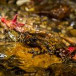 Hochstetter's frog (Coromandel). <a href="https://www.capturewild.co.nz/Reptiles-Amphibians/NZ-Reptiles-Amphibians/">© Euan Brook</a>