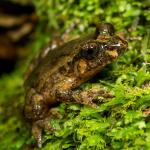 Hochstetter's frog (Coromandel). <a href="https://www.capturewild.co.nz/Reptiles-Amphibians/NZ-Reptiles-Amphibians/">© Euan Brook</a>