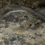 Black-eyed gecko (Kaikōura). <a href="https://www.capturewild.co.nz/Reptiles-Amphibians/NZ-Reptiles-Amphibians/">© Euan Brook</a>