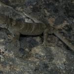 Black-eyed gecko (Kaikōura). <a href="https://www.capturewild.co.nz/Reptiles-Amphibians/NZ-Reptiles-Amphibians/">© Euan Brook</a>
