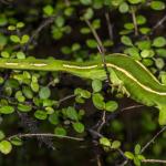 Aupōuri gecko (North Cape, Northland). <a href="https://www.capturewild.co.nz/Reptiles-Amphibians/NZ-Reptiles-Amphibians/">© Euan Brook</a>