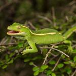 Aupōuri gecko (North Cape, Northland). <a href="https://www.capturewild.co.nz/Reptiles-Amphibians/NZ-Reptiles-Amphibians/">© Euan Brook</a>