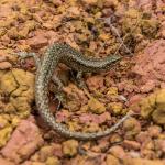 Tātahi skink (Northland) <a href="https://www.capturewild.co.nz/Reptiles-Amphibians/NZ-Reptiles-Amphibians/">© Euan Brook</a>