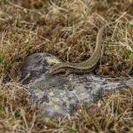 Canterbury spotted skink in boulderfield (Canterbury high country). <a href="https://www.capturewild.co.nz/Reptiles-Amphibians/NZ-Reptiles-Amphibians/">© Euan Brook</a>