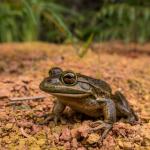 Southern bell frog (Aupouri Peninsula, Northland). <a href="https://www.capturewild.co.nz/Reptiles-Amphibians/NZ-Reptiles-Amphibians/">© Euan Brook</a>