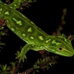 West Coast green gecko in Kanuka (Lewis Pass, Canterbury). <a href="https://www.instagram.com/nickharker.nz/">© Nick Harker</a>