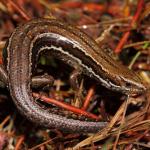 Canterbury grass skink in forest clearing (Lewis Pass). <a href="https://www.instagram.com/nickharker.nz/">© Nick Harker</a>