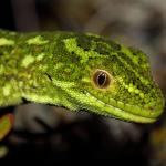 West Coast green gecko in Matagouri (Lewis Pass, Canterbury). <a href="https://www.instagram.com/nickharker.nz/">© Nick Harker</a>