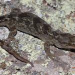 Kōrero gecko on rock outcrop (Otago Peninsula). <a href="https://www.instagram.com/nickharker.nz/">© Nick Harker</a>