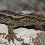 Kōrero gecko on rock outcrop (Otago Peninsula). <a href="https://www.instagram.com/nickharker.nz/">© Nick Harker</a>