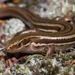 Tussock skink (Otago Peninsula). <a href="https://www.instagram.com/nickharker.nz/">© Nick Harker</a> 