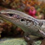 Lakes skink basking on rock (Oteake Conservation Park, Otago). <a href="https://www.instagram.com/nickharker.nz/">© Nick Harker</a>