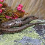 Lakes skink basking on rock (Oteake Conservation Park, Otago). <a href="https://www.instagram.com/nickharker.nz/">© Nick Harker</a>