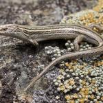 McCann's skink (Tekapo). <a href="https://www.instagram.com/samuelpurdiewildlife/">© Samuel Purdie