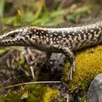 Canterbury spotted skink (Canterbury high country). <a href="https://www.instagram.com/samuelpurdiewildlife/">© Samuel Purdie</a>