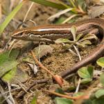 South Marlborough grass skink (Kaikōura). <a href="https://www.instagram.com/samuelpurdiewildlife/">© Samuel Purdie</a>