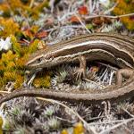 McCann's skink (North Otago). <a href="https://www.instagram.com/samuelpurdiewildlife/">© Samuel Purdie