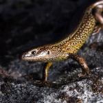 Awakōpaka skink (Fiordland). <a href="https://www.instagram.com/samuelpurdiewildlife/">© Samuel Purdie</a>