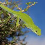 Marlborough green gecko, male in Coprosma propinqua (Pelorus Sound, Marlborough). <a href="https://www.instagram.com/nickharker.nz/">© Nick Harker</a>