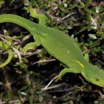 Marlborough green gecko, gravid female in Coprosma propinqua (Pelorus Sound, Marlborough). <a href="https://www.instagram.com/nickharker.nz/">© Nick Harker</a>