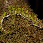 Starred gecko male on mossy branch (Nelson Lakes). <a href="https://www.instagram.com/nickharker.nz/">© Nick Harker</a>