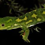 Starred gecko juvenile in Kanuka (Nelson Lakes). <a href="https://www.instagram.com/nickharker.nz/">© Nick Harker</a>