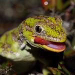 Starred gecko female in Matagouri (Nelson Lakes). <a href="https://www.instagram.com/nickharker.nz/">© Nick Harker</a>