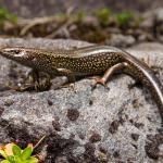 Awakōpaka skink (Fiordland). <a href="https://www.instagram.com/samuelpurdiewildlife/">© Samuel Purdie</a>