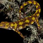 Xanthochromic (yellow) starred gecko male in Matagouri (Nelson Lakes). <a href="https://www.instagram.com/nickharker.nz/">© Nick Harker</a>