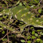 Rough gecko, gravid female in Coprosma rhamnoides (Kaikoura). <a href="https://www.instagram.com/nickharker.nz/">© Nick Harker</a>