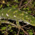 Rough gecko, gravid female in Coprosma rhamnoides (Kaikoura). <a href="https://www.instagram.com/nickharker.nz/">© Nick Harker</a>