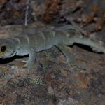 Black-eyed gecko (Kaikōura). <a href="https://www.instagram.com/nickharker.nz/">© Nick Harker</a>