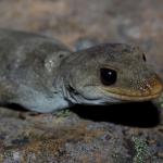 Black-eyed gecko (Kaikōura). <a href="https://www.instagram.com/nickharker.nz/">© Nick Harker</a>